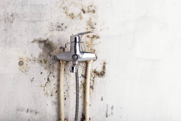Best Mold Cleaning Services  in Contoocook, NH