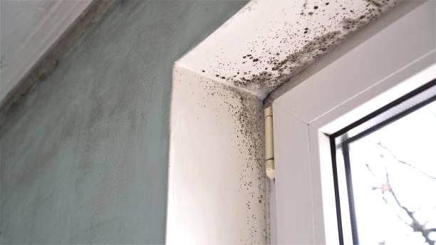 Best Professional Mold Removal  in Contoocook, NH