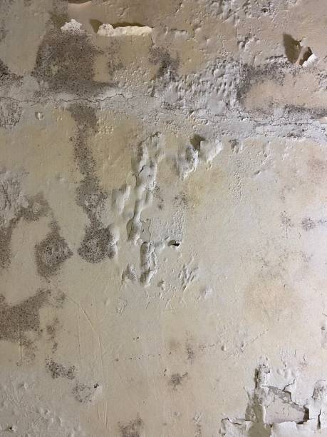 Best Mold Remediation Experts  in Contoocook, NH