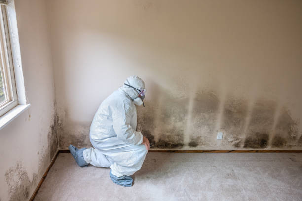 Best Commercial Mold Removal  in Contoocook, NH