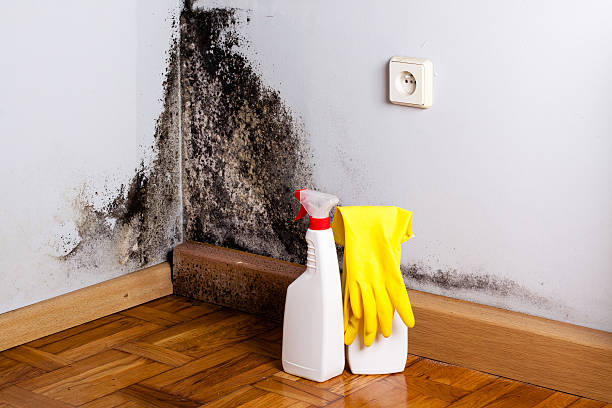 Best Certified Mold Removal  in Contoocook, NH