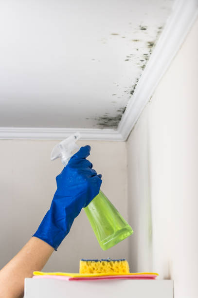 Best Toxic Mold Removal  in Contoocook, NH