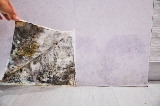 Best Residential Mold Removal  in Contoocook, NH